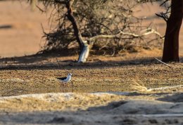 Black-winged Stilt