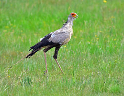 Secretarybird