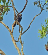 Australian Koel