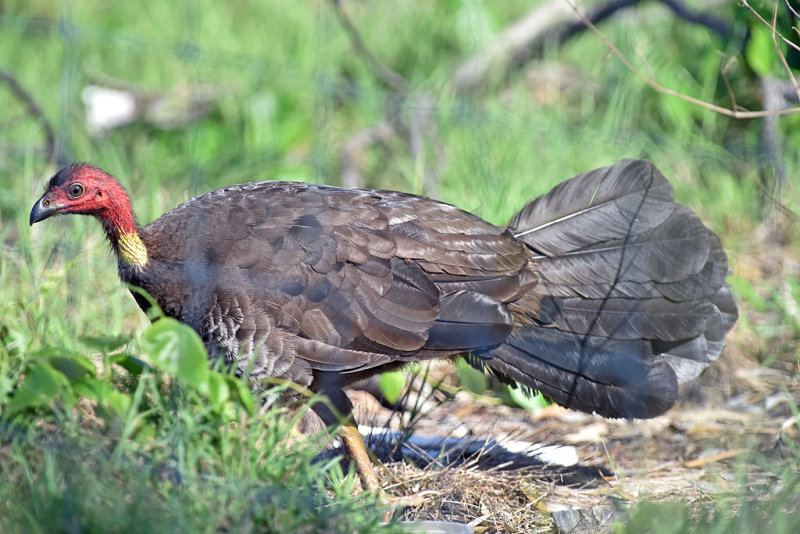 Australian Brush-turkey