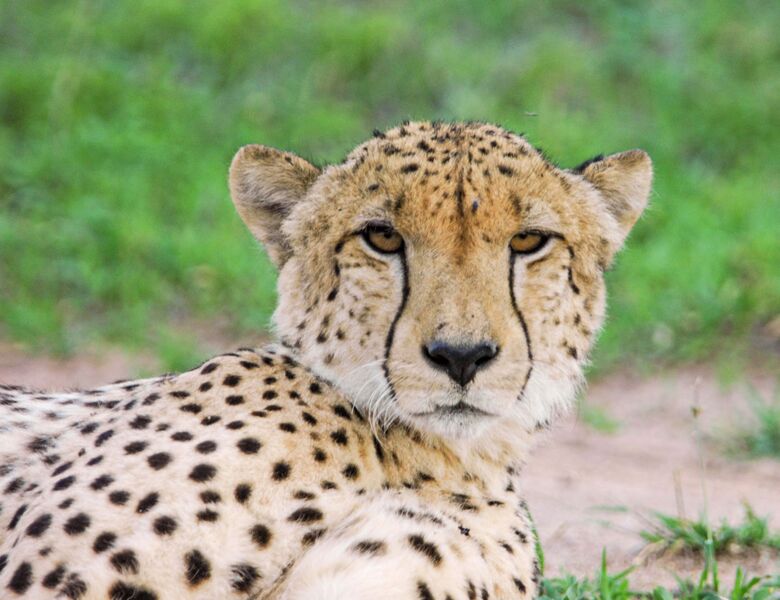 Cheetah Portrait