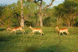 Impala