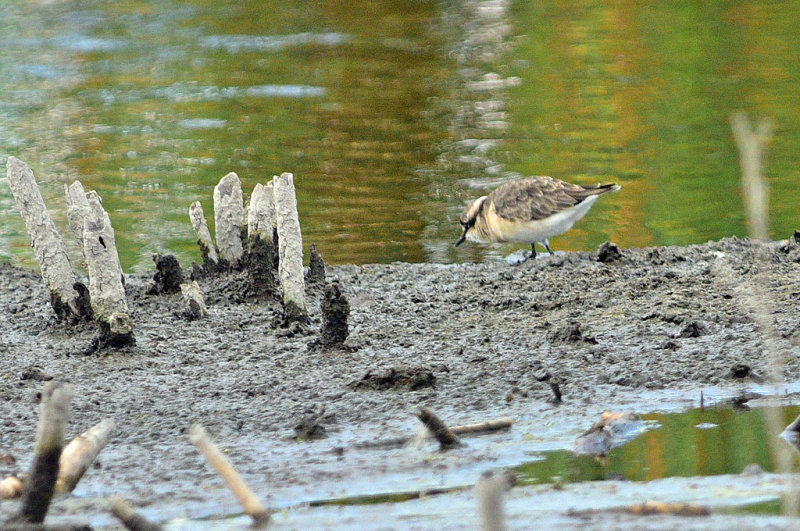 Kittlitz's Plover