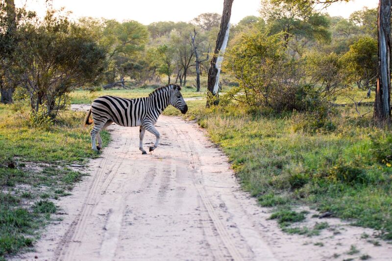 Burchell's Zebra