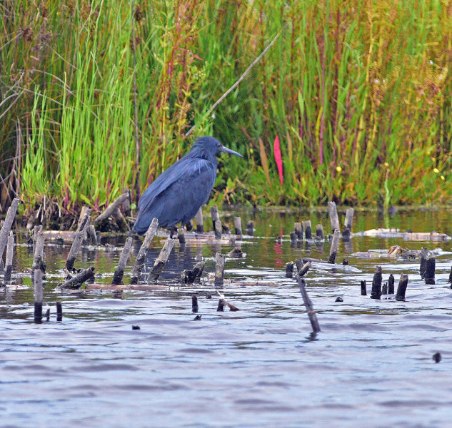 Black Heron