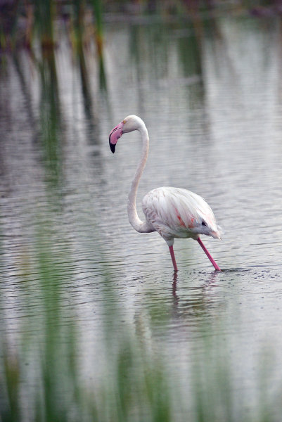 Greater Flamingo