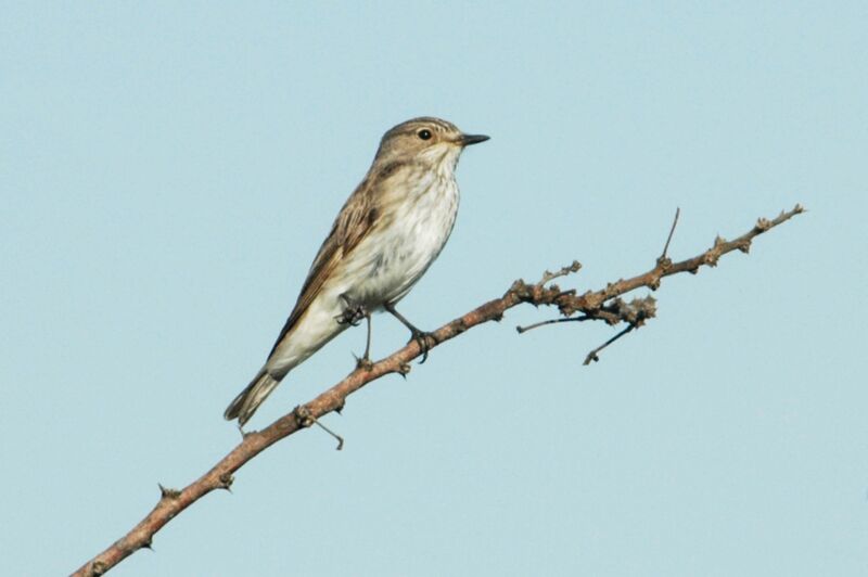 Spotted Flycatcher