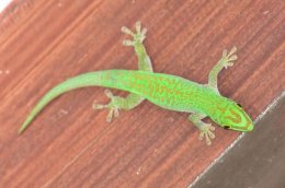 Stripless Day Gecko