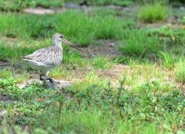 Bar-tailed Godwit