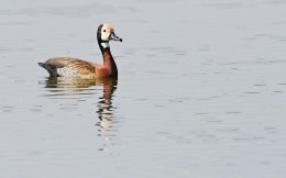 White-faced Whistling Duck