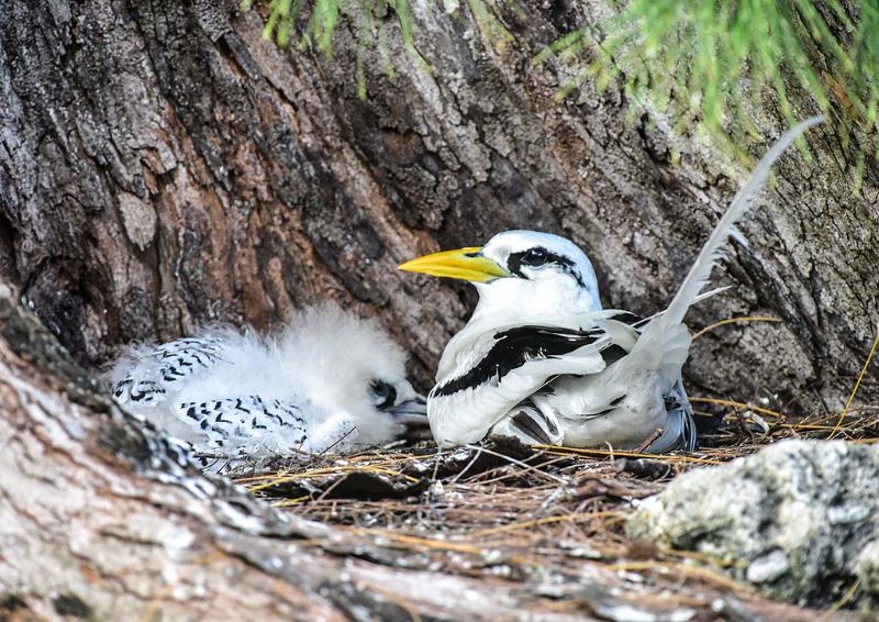 White-tailed Tropicbird