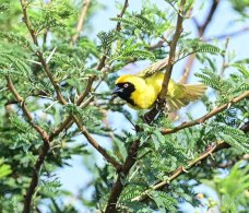 Southern Masked Weaver