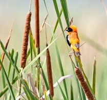 Red Bishop