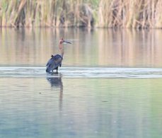 Goliath Heron