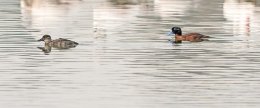 Maccoa Duck