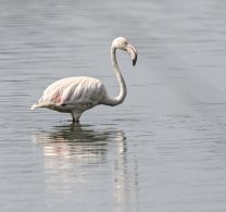 Greater Flamingo