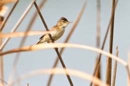 African Reed Warbler