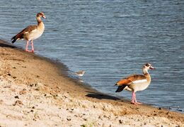 Egyptian Goose and Three-banded Plover