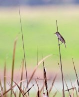 Lesser Swamp Warbler
