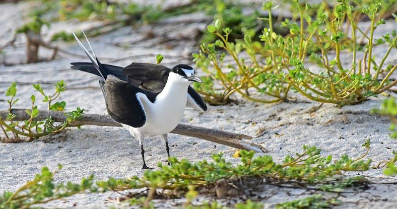 Sooty Tern