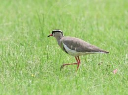 Crowned Plover