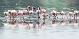 Lesser Flamingo