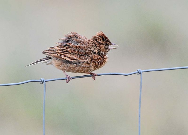 Eastern Clapper Lark