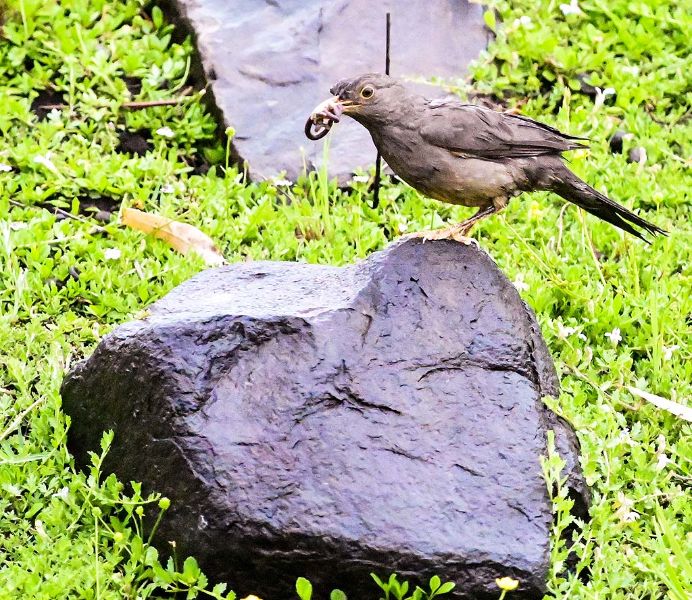 Karoo Thrush