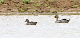 Yellow-billed Duck