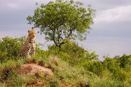 Leopard on termite mound