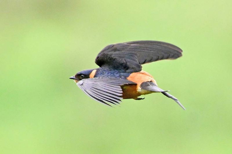 Red-breasted Swallow