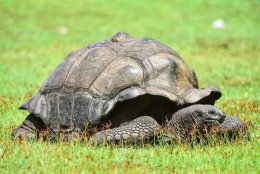 Seychelles Giant Tortoise