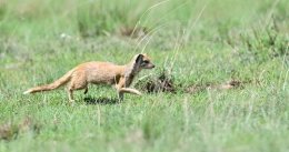 Yellow Mongoose