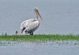 Northern Greece Wildlife