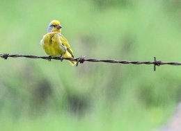 Cape Canary