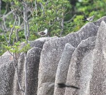 Bridled Tern