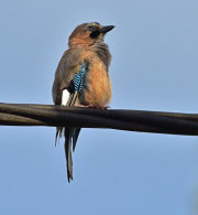 Eurasian Jay