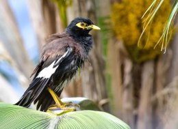 Common Myna