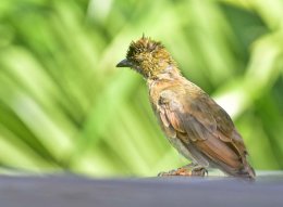 Seychelles Bulbul