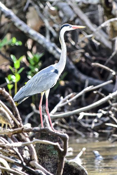 Grey Heron