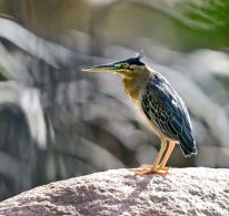 Striated Heron