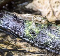 Mudskipper