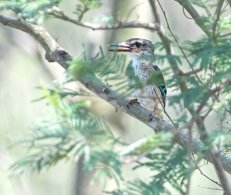 Brown-headed Kingfisher