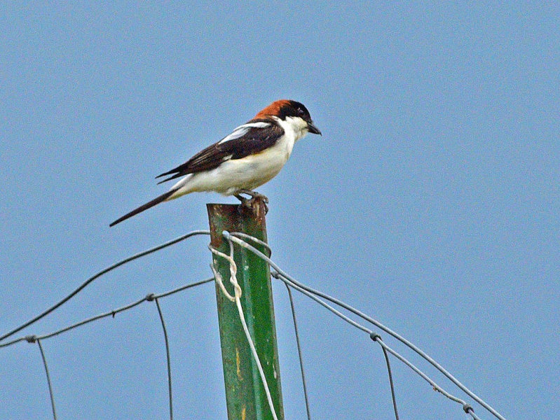 Woodchat Shrike