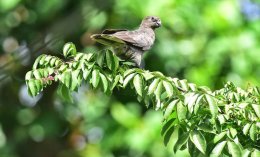 Seychelles Black Parrot