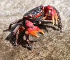 Seychelles Freshwater Crab