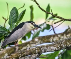 Black-crowned Night Heron