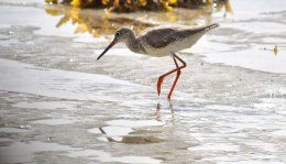 Common Redshank
