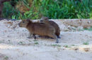 Capybara.