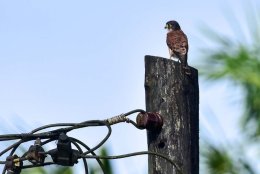Seychelles Kestral